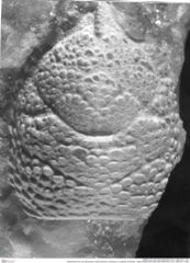 Historisches Foto von Gastrosacus tuberosiformus (Lörenthey in Lörenthey & Beurlen, 1929) (NHMW-AFW-GEO-BACHMAYER-FOTO-1990-0041-1442)